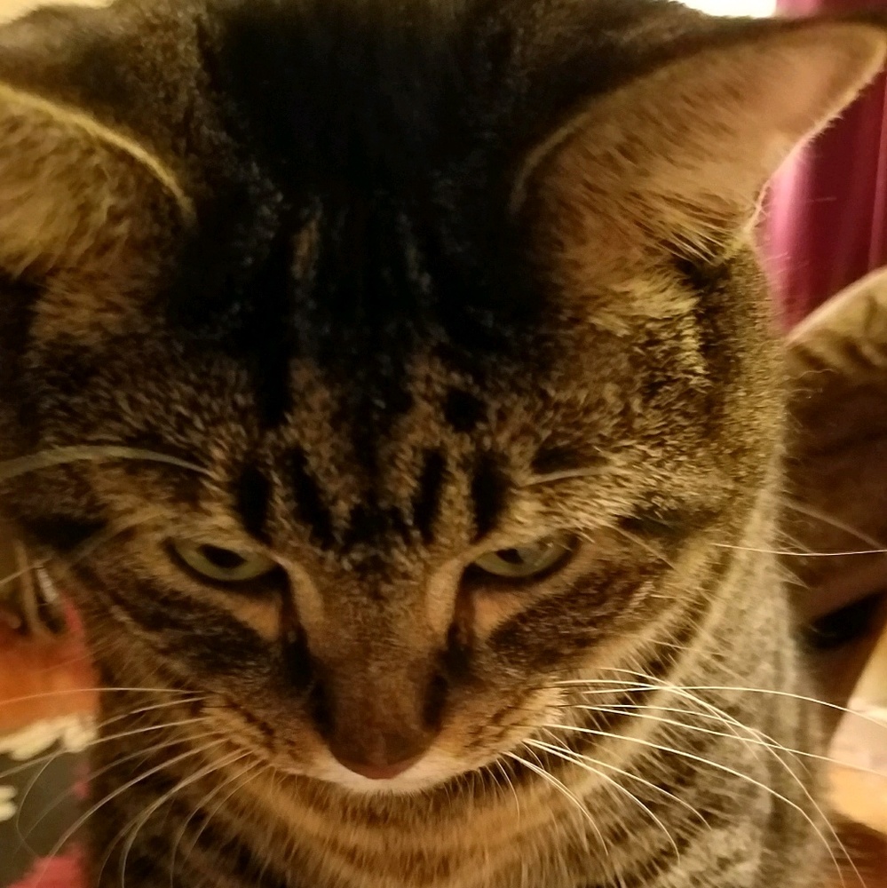 Meet your Posher, Holli